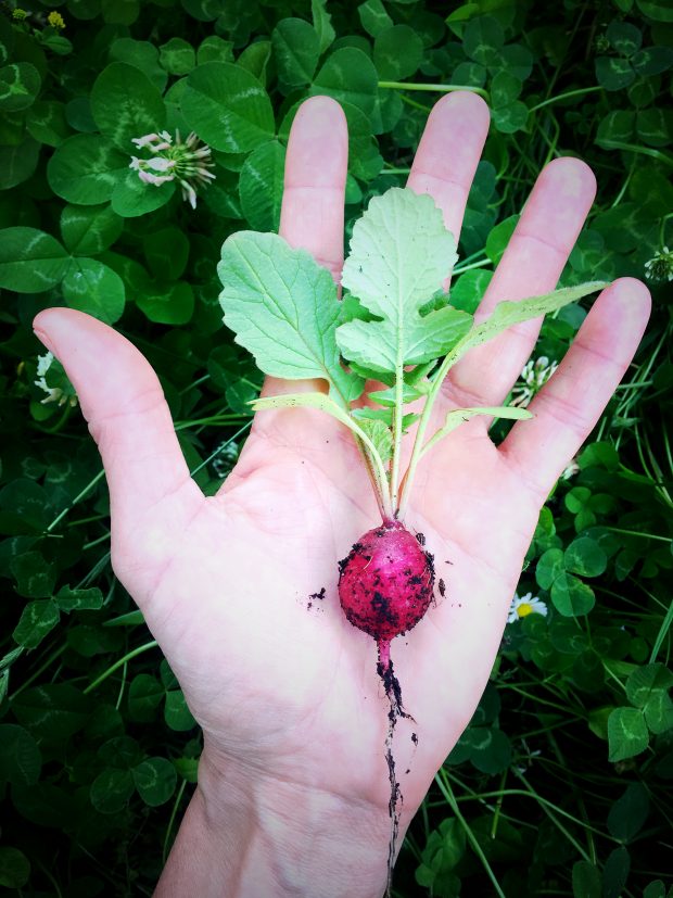 Insalatini di ravanelli con foglie di mirto e timo 2