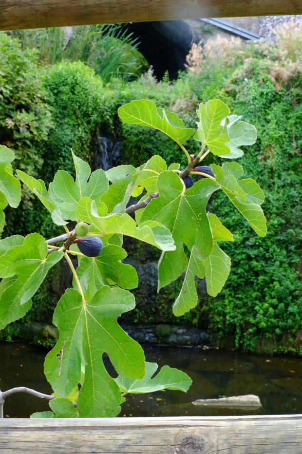 Involtini di fichi e zucchine con petali di topinambur e foglie di tarassaco 4 Involtini di fichi e zucchine con petali di topinambur e foglie di tarassaco 4