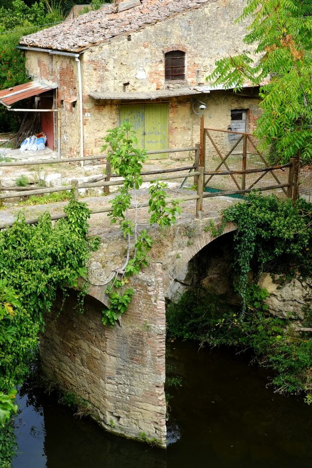Involtini di fichi e zucchine con petali di topinambur e foglie di tarassaco 2 Involtini di fichi e zucchine con petali di topinambur e foglie di tarassaco 2