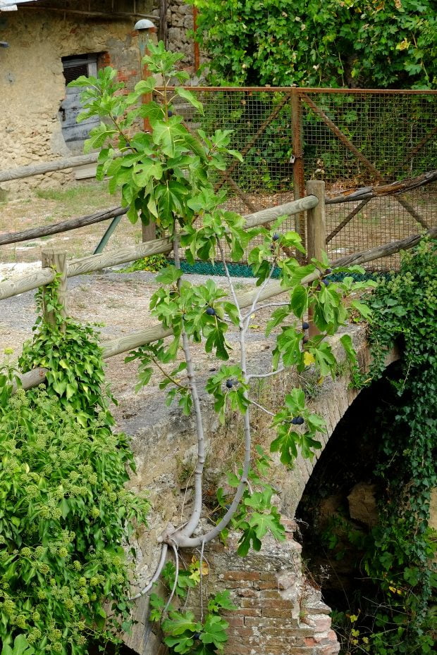 Involtini di fichi e zucchine con petali di topinambur e foglie di tarassaco 3 Involtini di fichi e zucchine con petali di topinambur e foglie di tarassaco 3