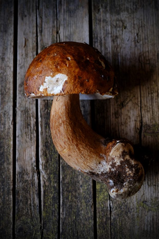 Carpaccio di porcini, zucca e scorzobianca, al profumo di nepitella 2