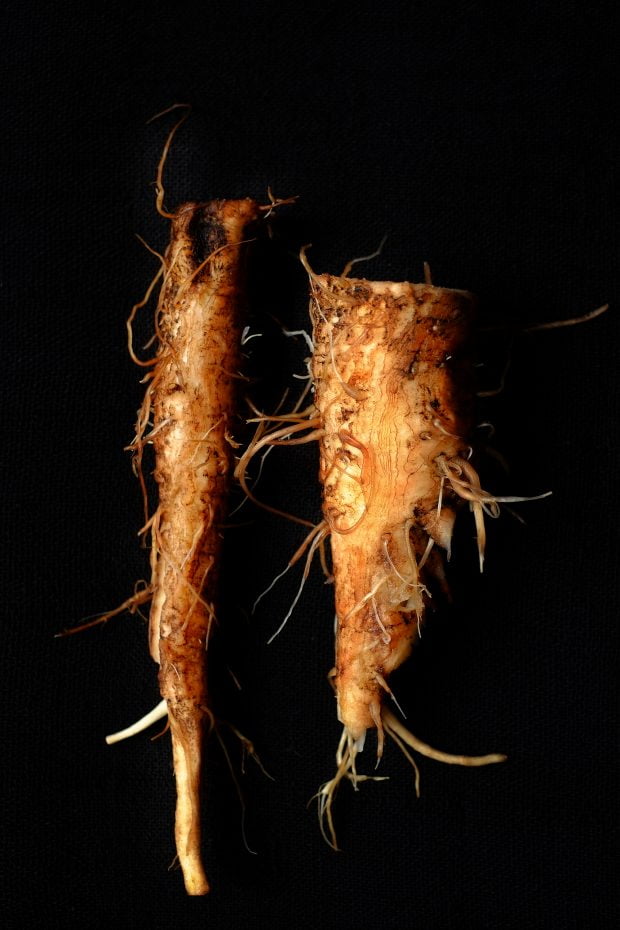 Crema di zucca e radice di cardo mariano al profumo di elicriso 2
