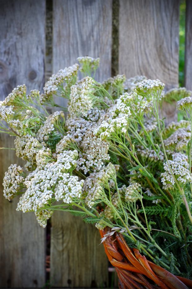 Achillea - Raccolta, essiccazione, proprietà e utilizzo 2