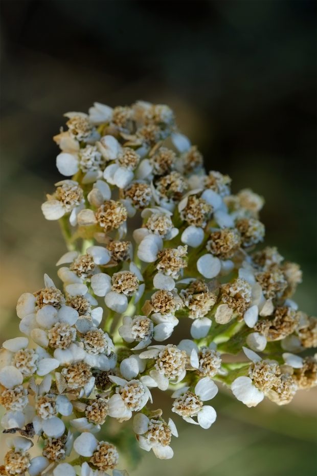 Achillea - Raccolta, essiccazione, proprietà e utilizzo 5