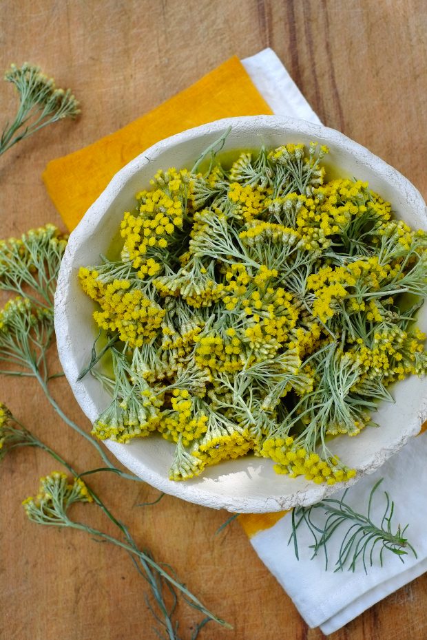 Tintura madre di elicriso