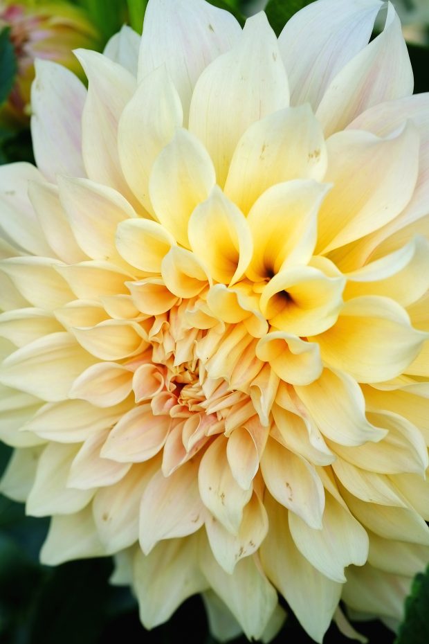 Puscina Flowers - Coltivare bellezza, senza tradire la natura 15
