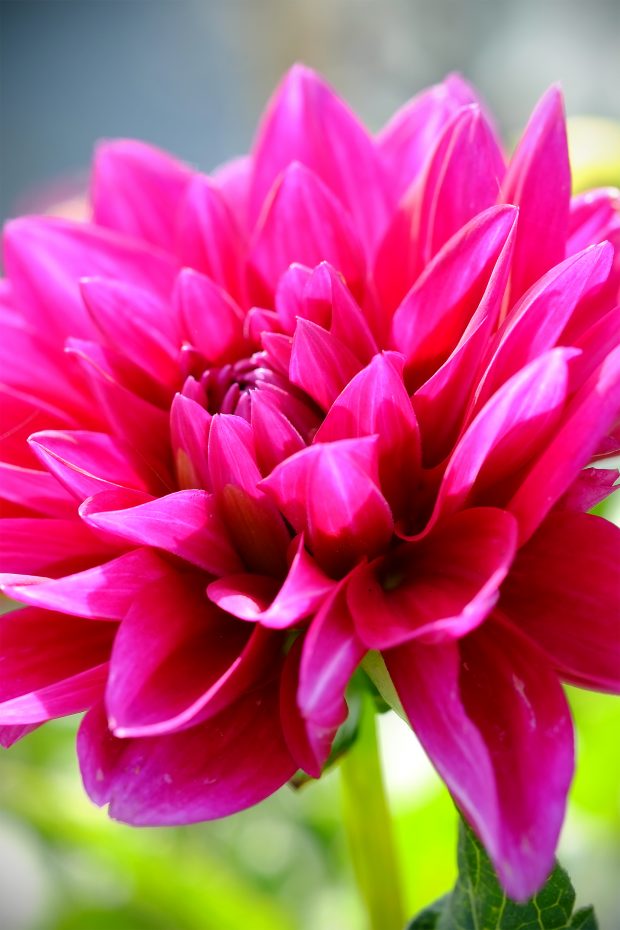 Puscina Flowers - Coltivare bellezza, senza tradire la natura 14
