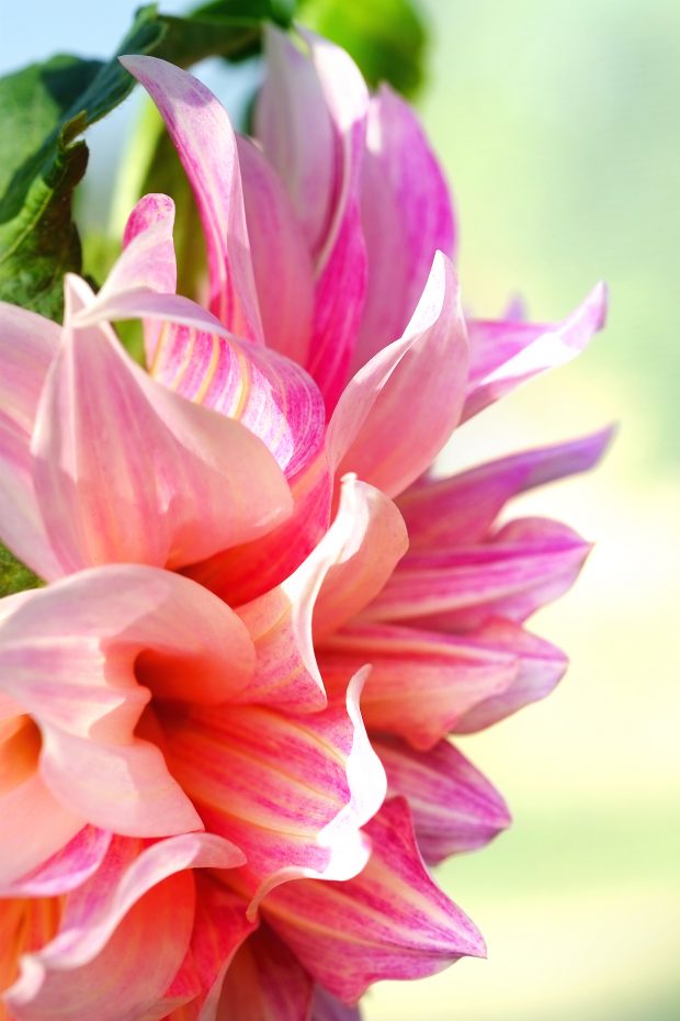 Puscina Flowers - Coltivare bellezza, senza tradire la natura 16