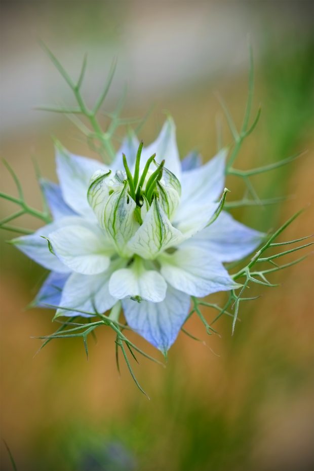 Puscina Flowers - Coltivare bellezza, senza tradire la natura 20
