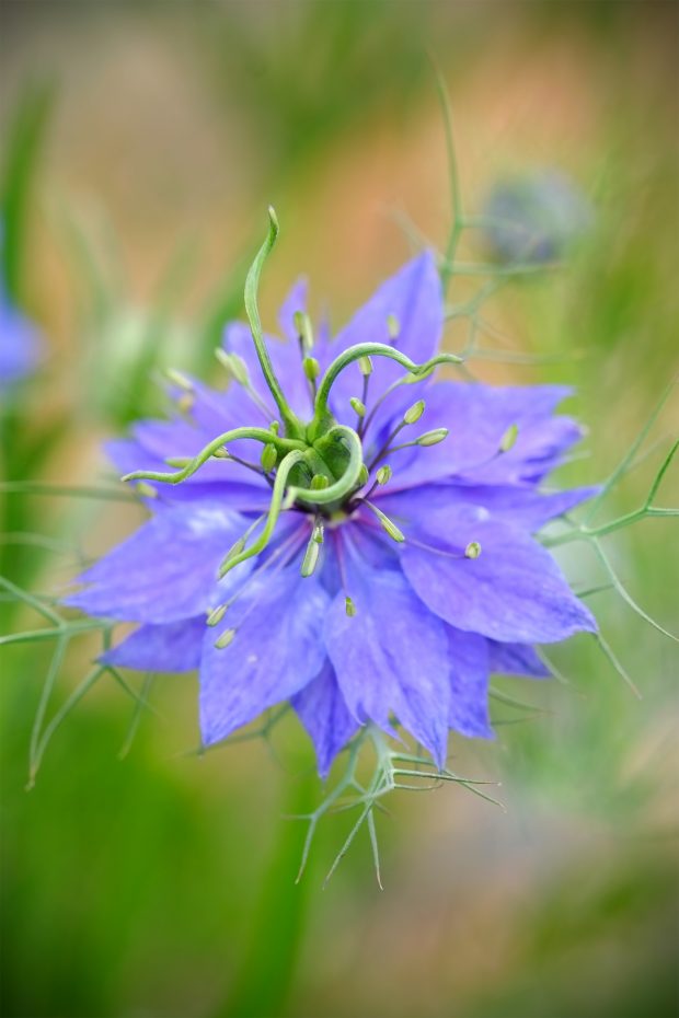 Puscina Flowers - Coltivare bellezza, senza tradire la natura 21