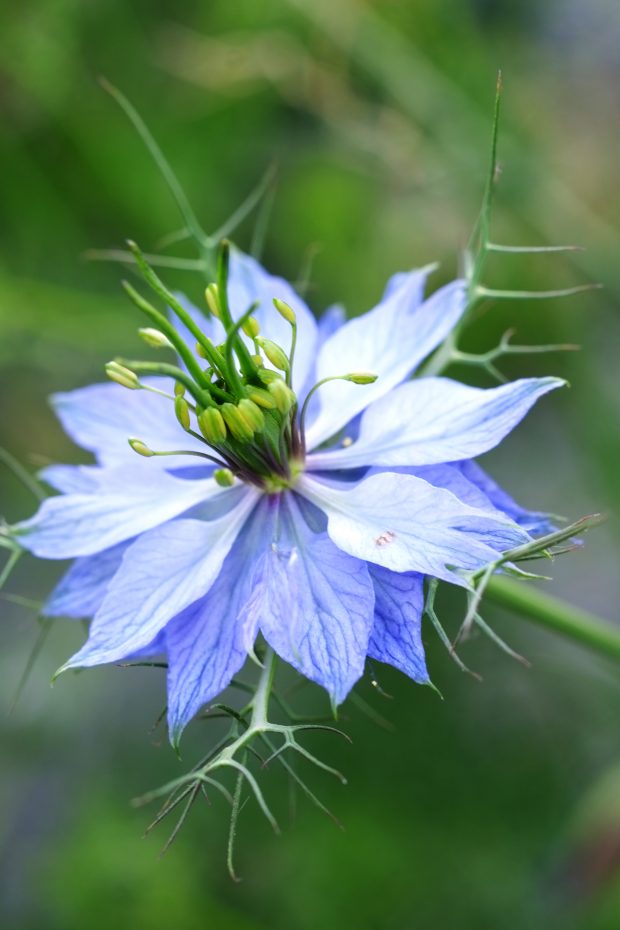 Puscina Flowers - Coltivare bellezza, senza tradire la natura 1