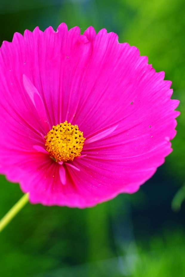 Puscina Flowers - Coltivare bellezza, senza tradire la natura 13