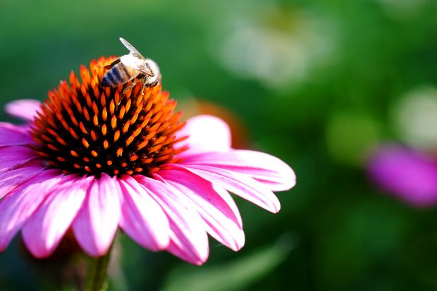 Puscina Flowers - Coltivare bellezza, senza tradire la natura 6