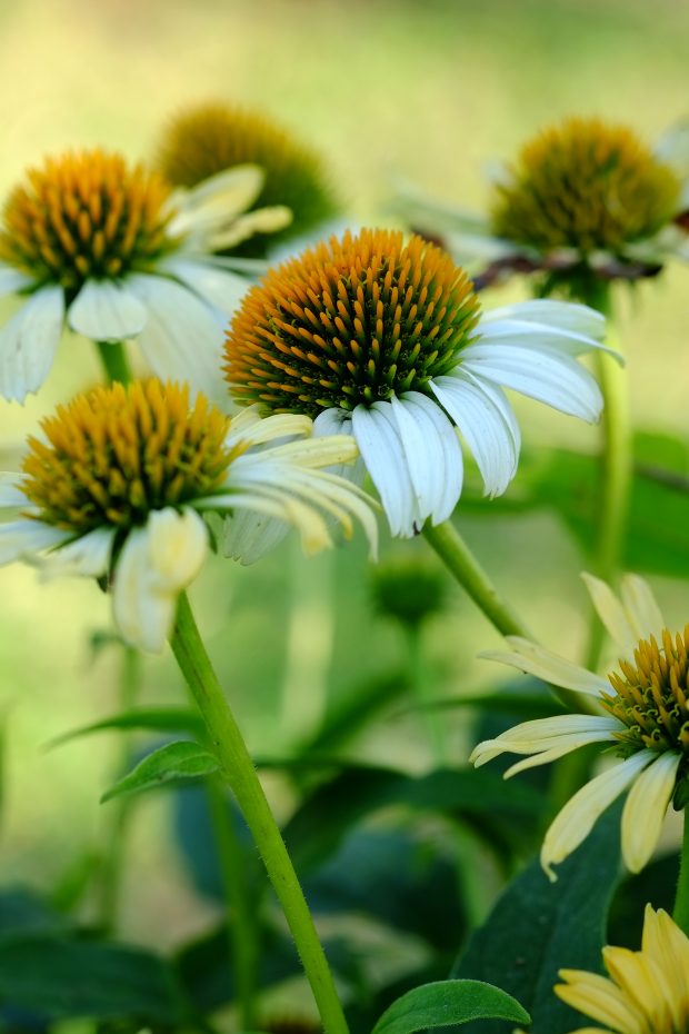 Puscina Flowers - Coltivare bellezza, senza tradire la natura 5