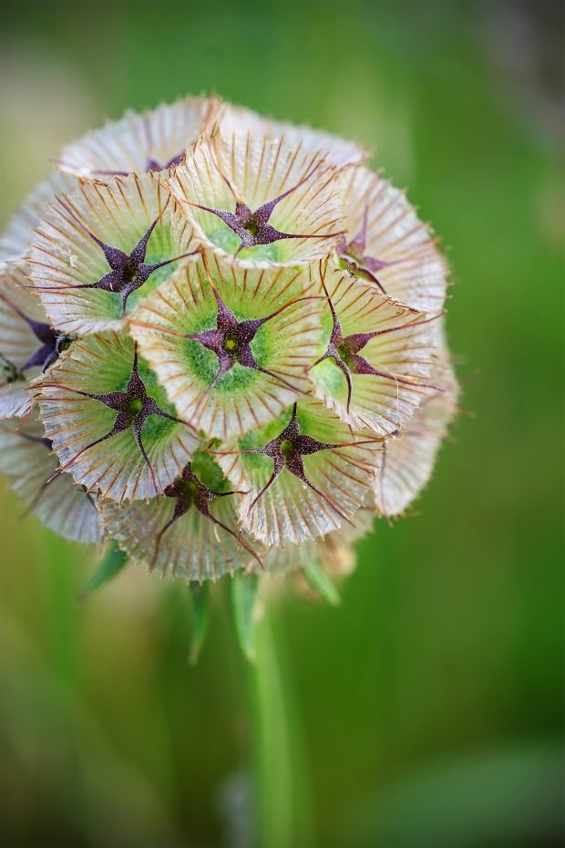 Puscina Flowers - Coltivare bellezza, senza tradire la natura 19