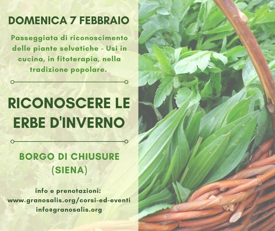 Riconoscere le erbe d'inverno a Chiusure (SI) 7