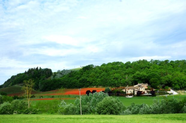 Trofie di grani antichi al pesto di fave e aglio orsino 2