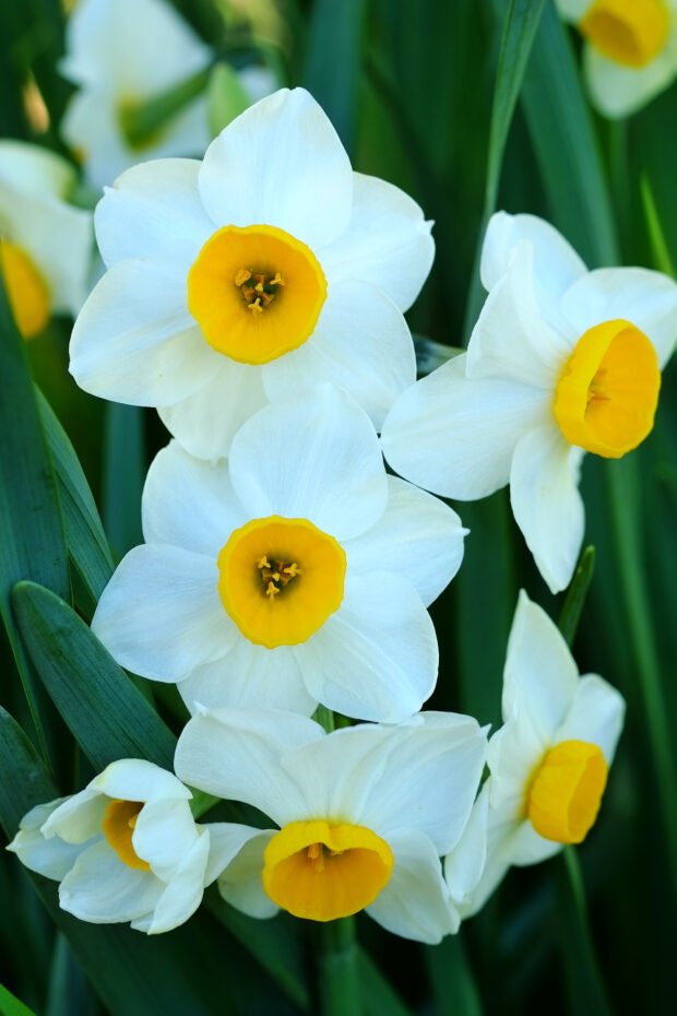 narcisi_selvatici
