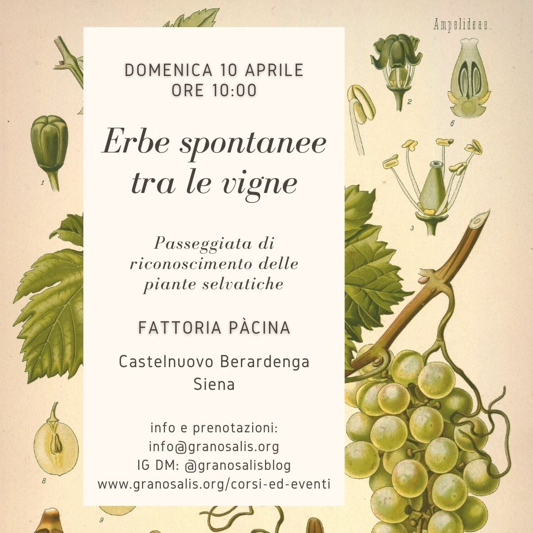Riconoscimento delle erbe spontanee a Pàcina (Siena) 7 Riconoscimento delle erbe spontanee a Pàcina (Siena) 7