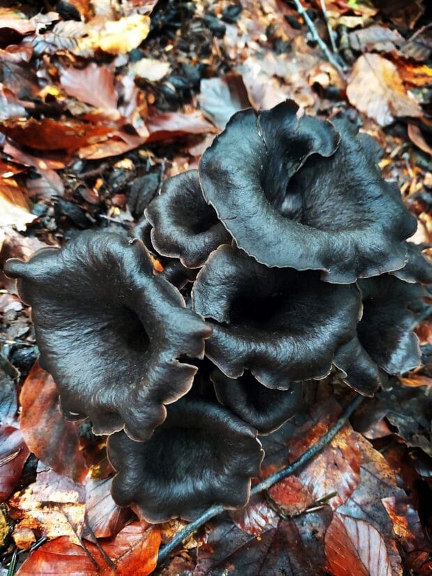 Polenta con trombette dei morti, cantarelli e steccherini 3 trombette_morti