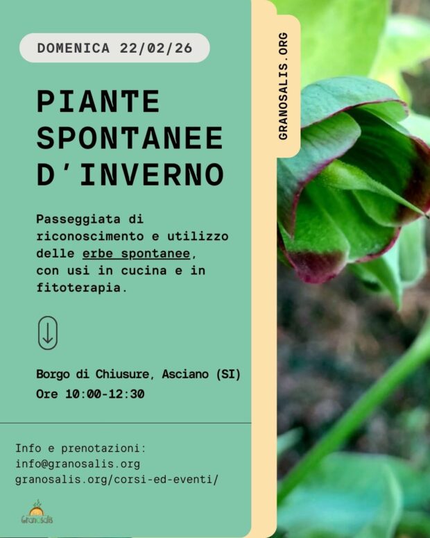 Passeggiata di riconoscimento delle erbe spontanee a Chiusure (SI) 5