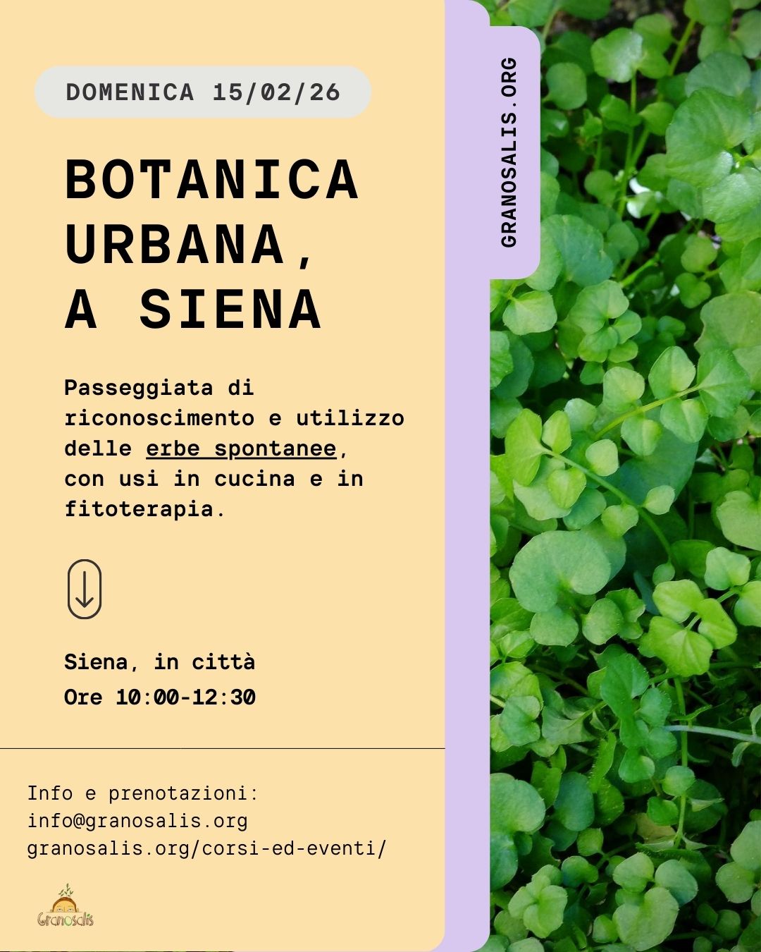 rconoscimento_erbe_spontanee_siena