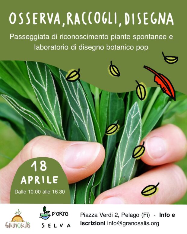 erbe_spontanee_illustrazione_botanica