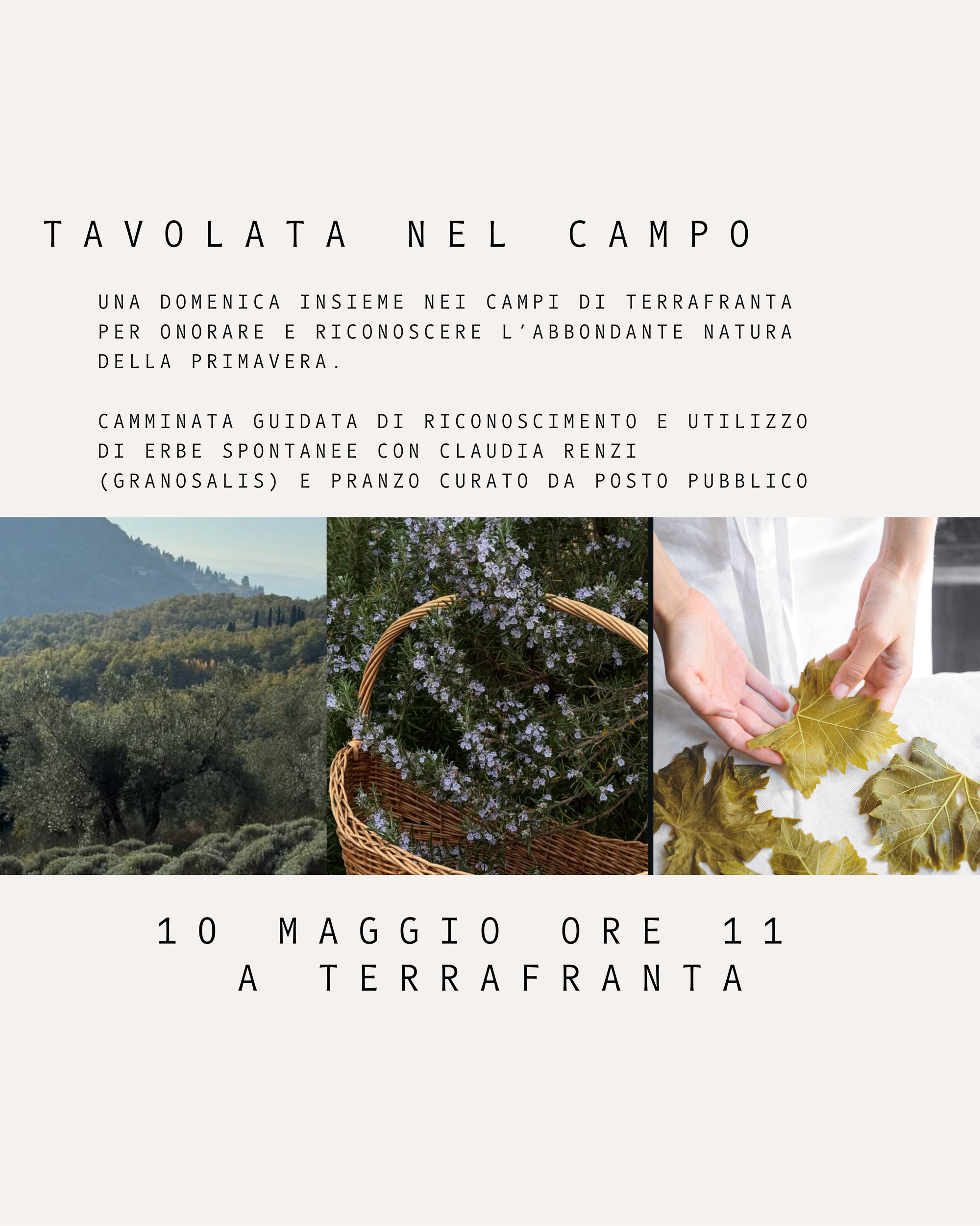 Tavolata nel campo - Riconoscimento erbe e pranzo selvatico a Terrafranta (FI) 7 erbe_spontanee_firenze
