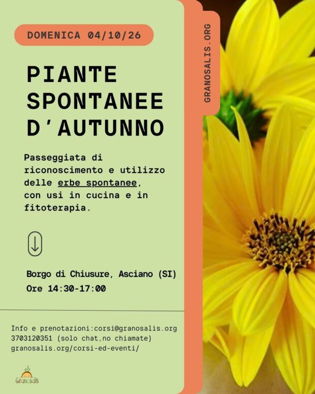 Piante spontanee d'autunno a Chiusure (SI) 7