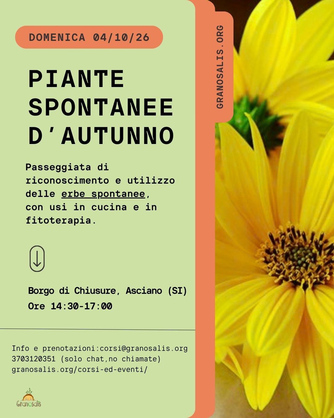Piante spontanee d'autunno a Chiusure (SI) 7
