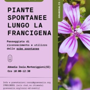 Passeggiata di riconoscimento delle piante selvatiche ad Abbadia Isola (SI) 10