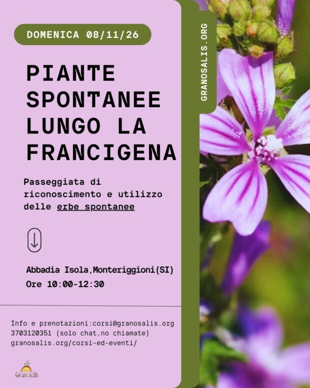 Passeggiata di riconoscimento delle piante selvatiche ad Abbadia Isola (SI) 65
