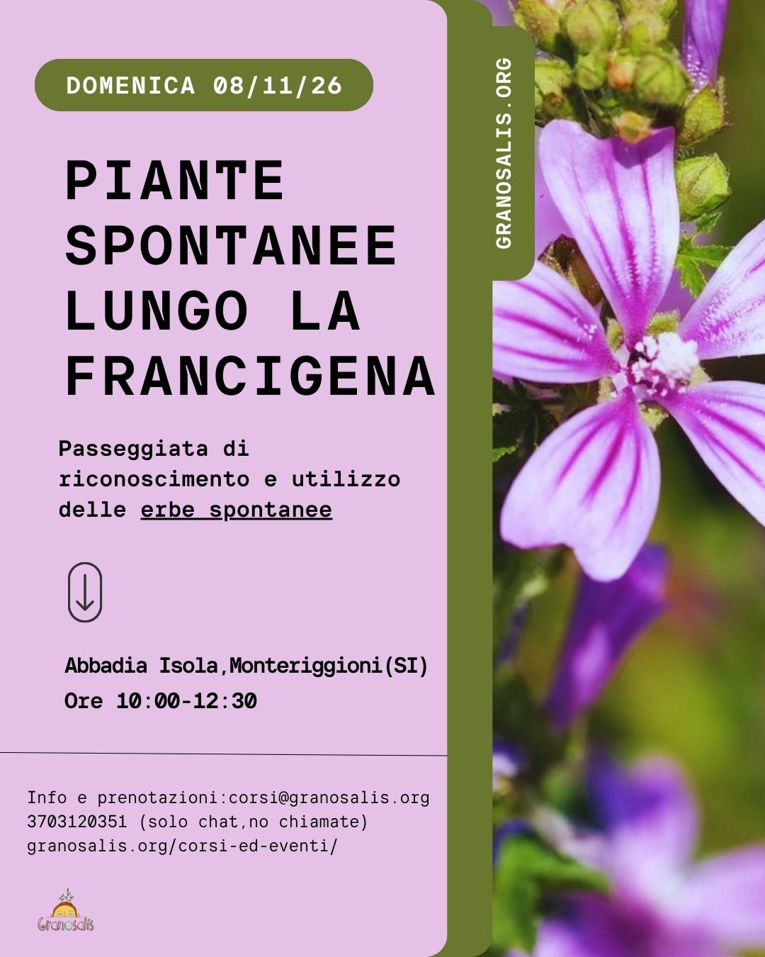 Passeggiata di riconoscimento delle piante selvatiche ad Abbadia Isola (SI) 7